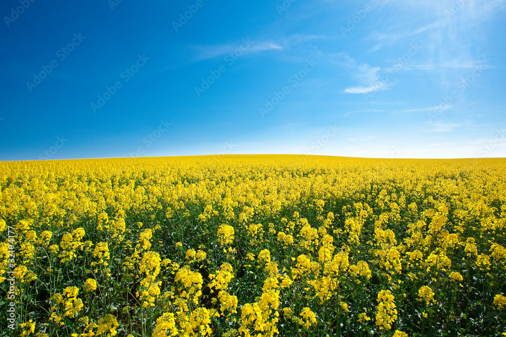 Obraz premium field of yellow rape against the blue sky