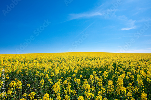 field of yellow rape against the blue sky