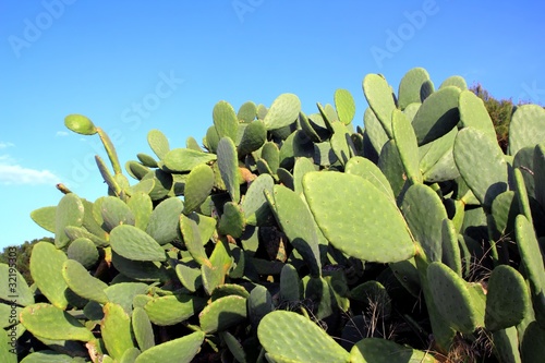 chumbera nopal cactus plant blue sky photo