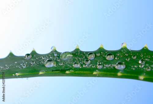 Aloe vera with water drops on blue background