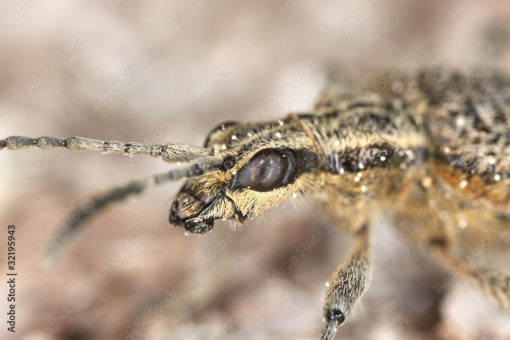 Ribbed pine borer (Rhagium inquisitor) sitting on wood Ribbed pine borer (Rhagium inquisitor) sitting on wood