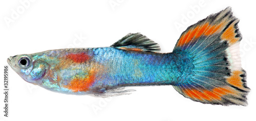 Blue red guppy fish. Poecilia reticulata