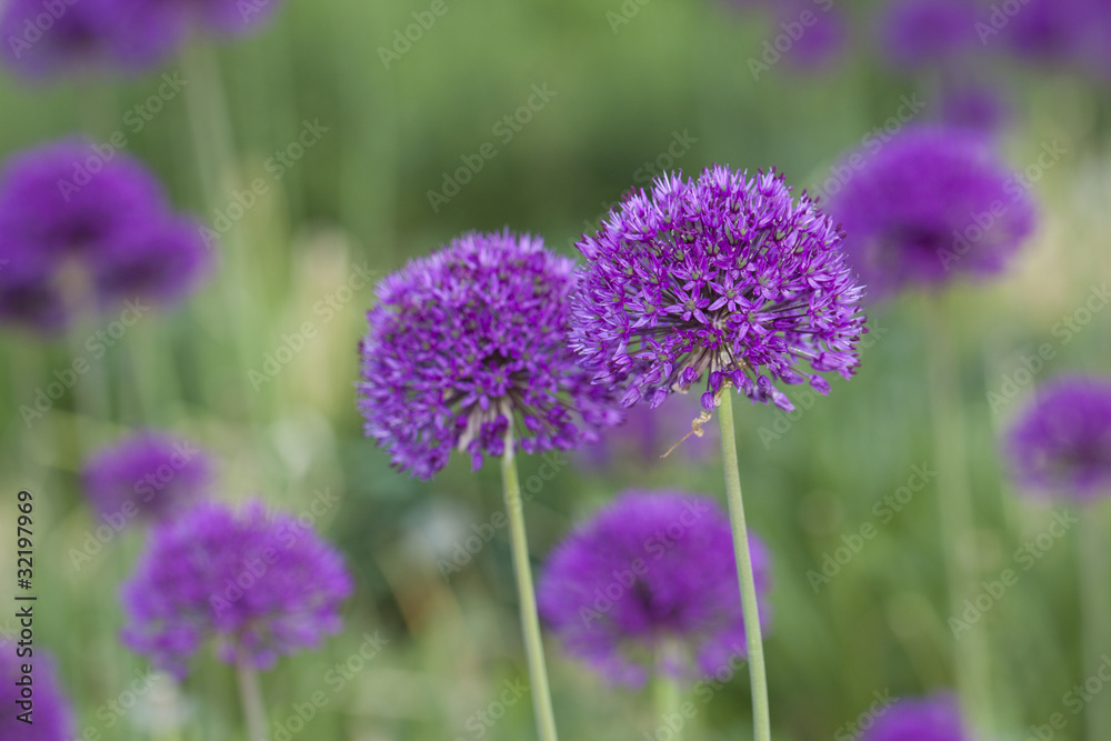 Obraz premium Viele Lila Alium Blüten