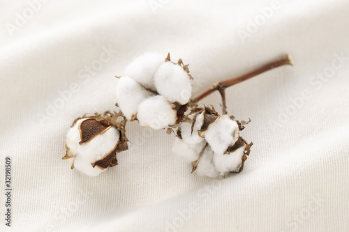 Cotton flower on cotton cloth photo