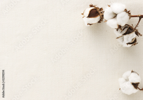 Cotton flower on cotton cloth