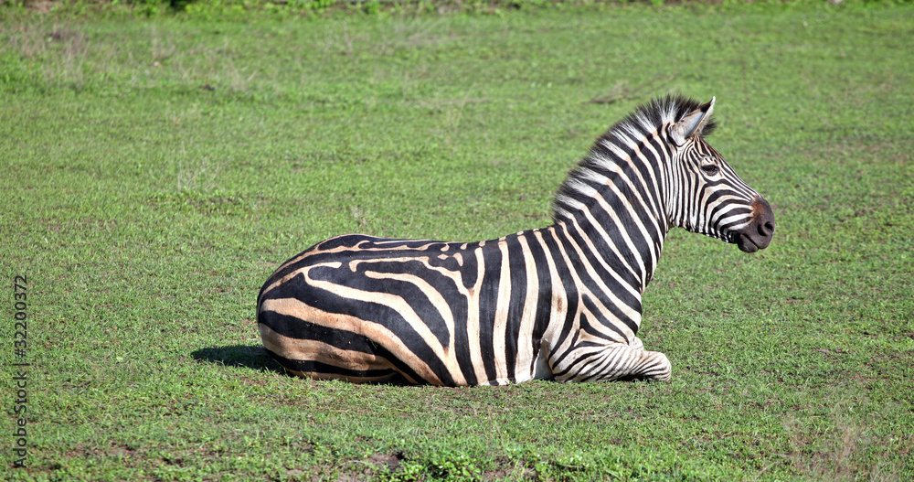 Fototapeta premium Zebra