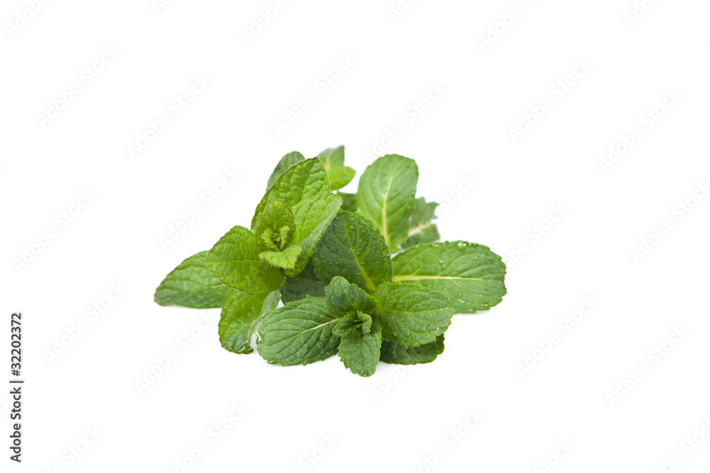 Mint leaf Mint leaf