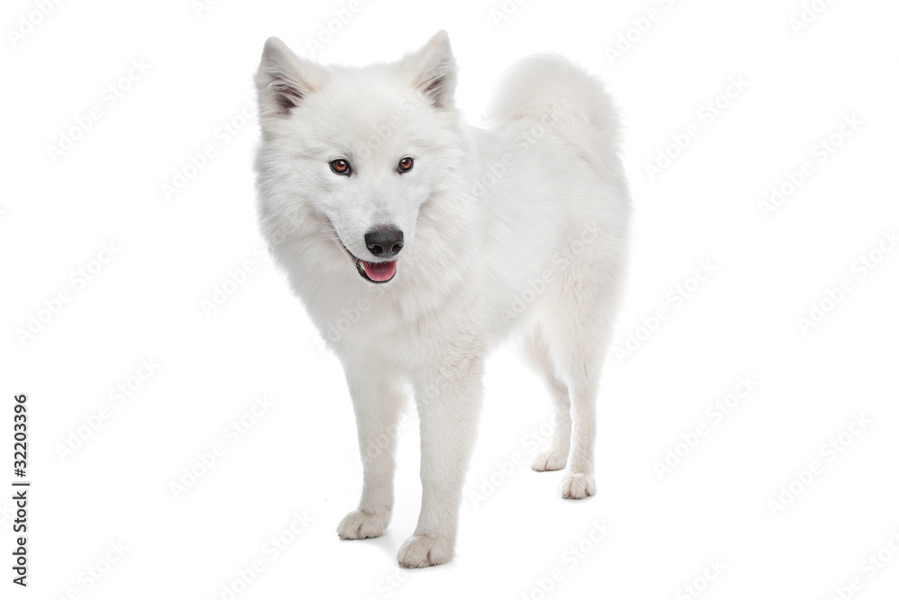 Samoyed dog Samoyed dog
