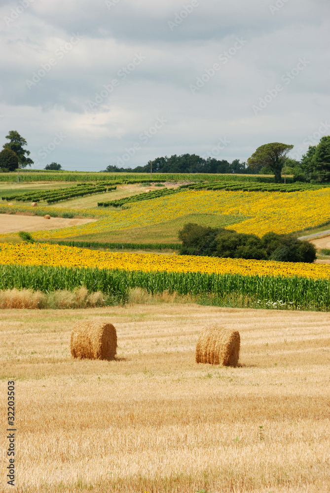 Fototapeta premium Round straw bales in harvested fields