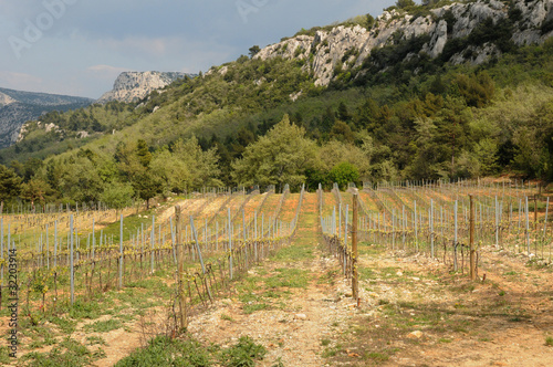 vignes à Trets en Provence photo