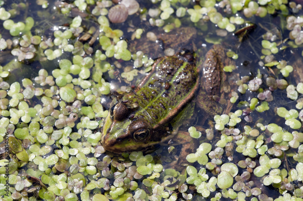 Teichfrosch zwischen Sumpfpflanzen Teichfrosch zwischen Sumpfpflanzen