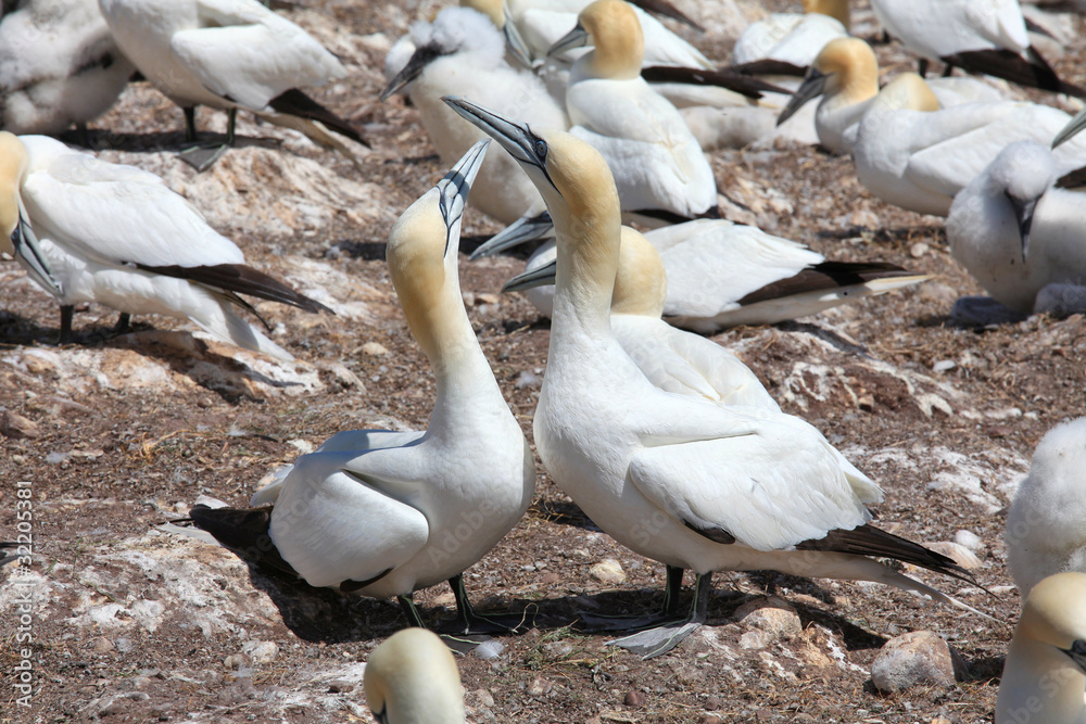 Northern Gannets, Bonaventure Island, Gaspe, Canada Northern Gannets, Bonaventure Island, Gaspe, Canada