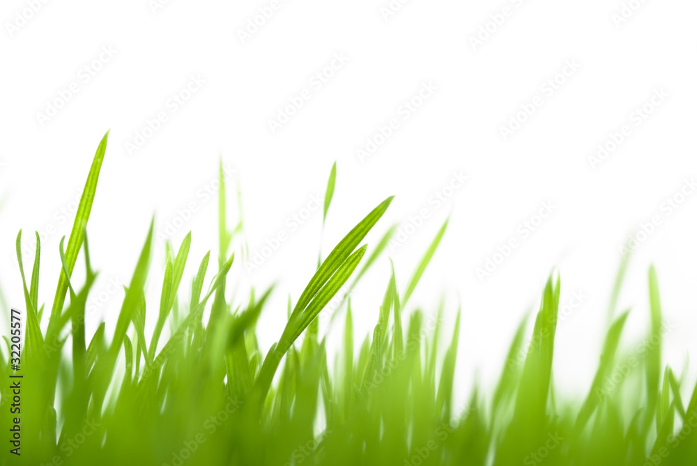 grünes Gras verschwommen grünes Gras verschwommen