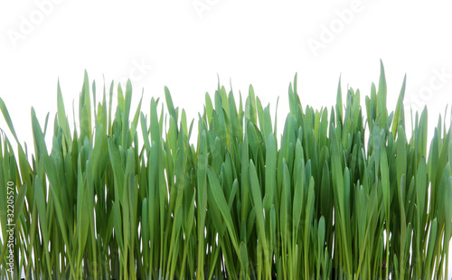 New green grass