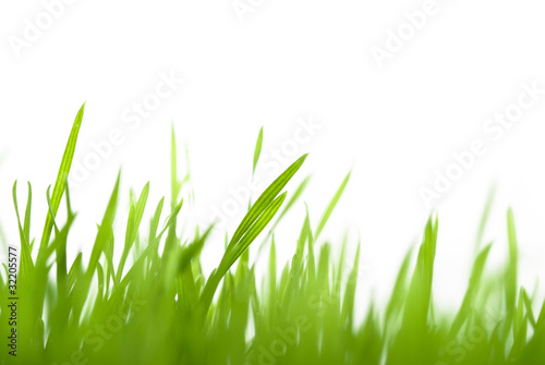 grünes Gras verschwommen