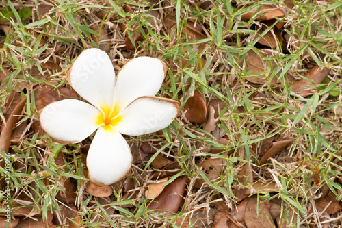 Photos Plumeria flower