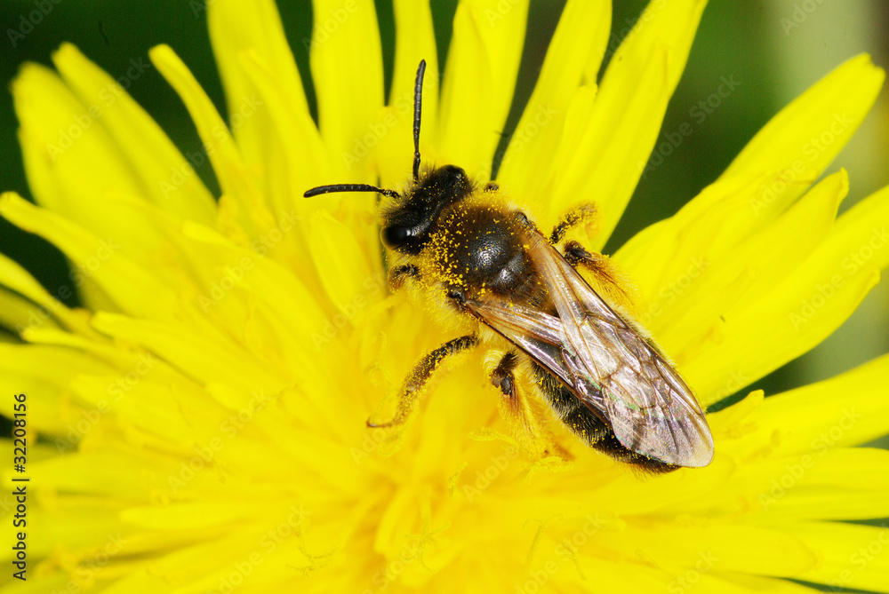 bee bee