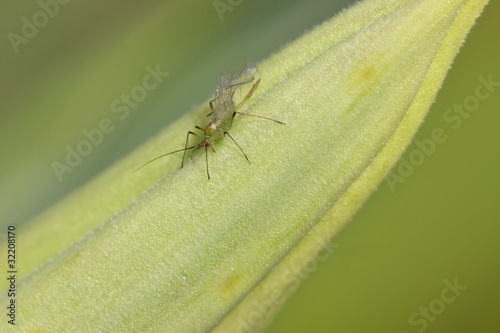 close up shot of tiny mosquito on green leaf