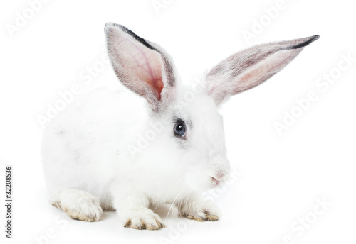 of rabbit