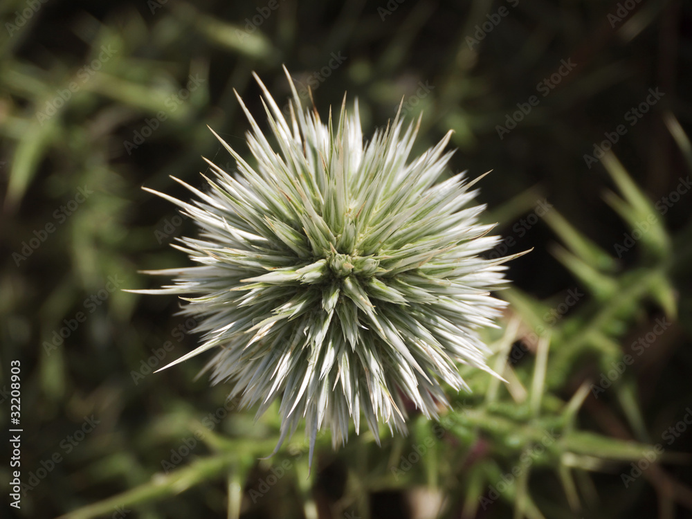 Spikey Flower, Latin name Echinops Spinosissimus Spikey Flower, Latin name Echinops Spinosissimus