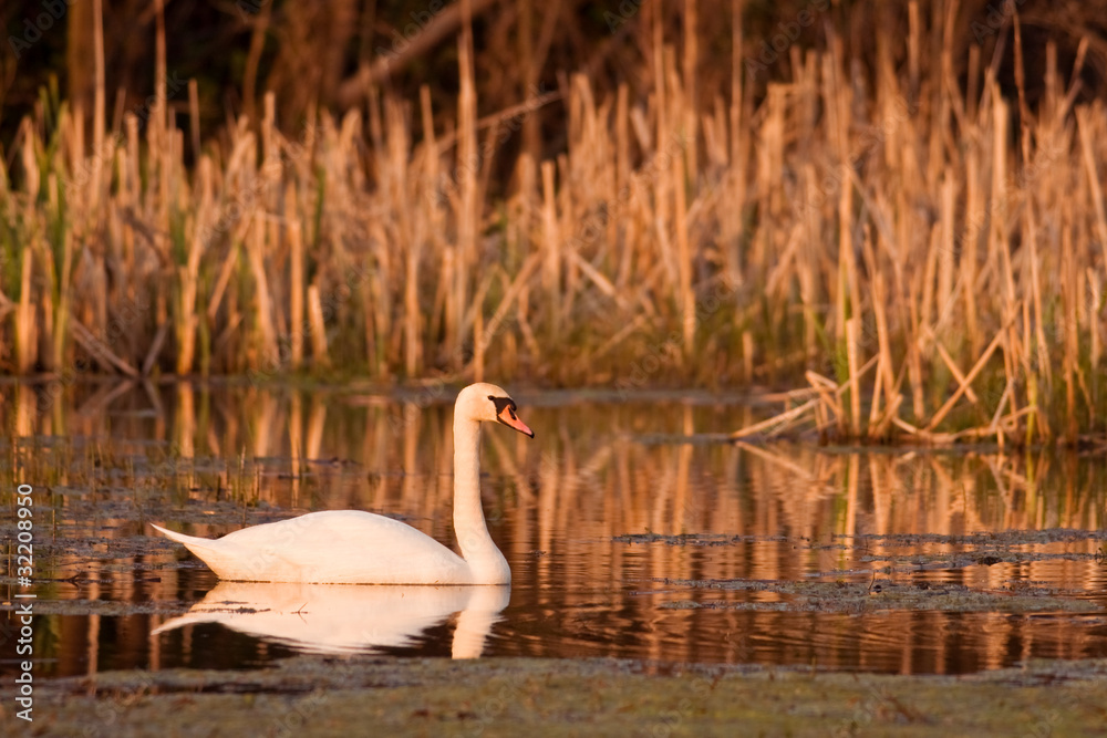 Fototapeta premium swan