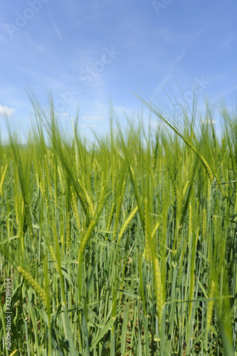 campo de trigo en primavera