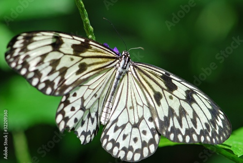Black and white Butterfly