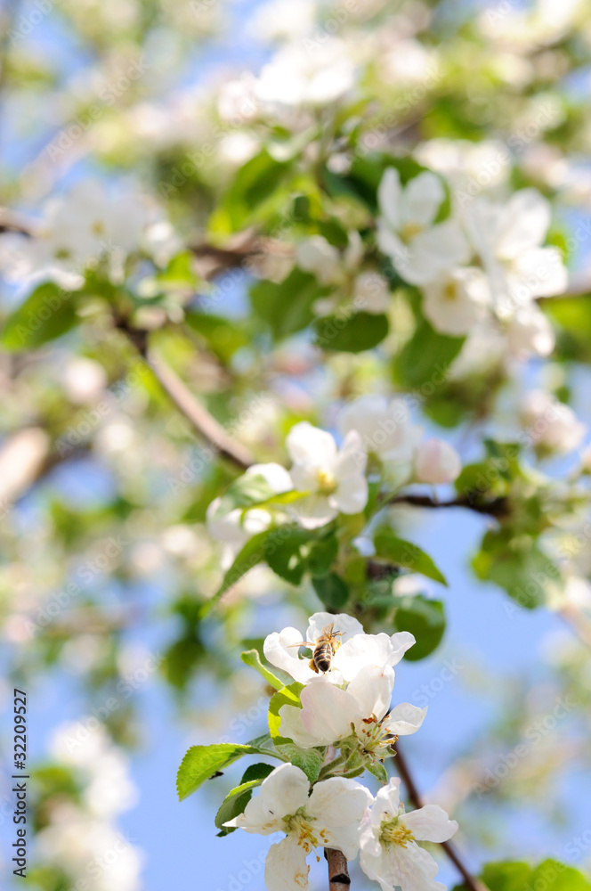 Background: apple tree blossoms
