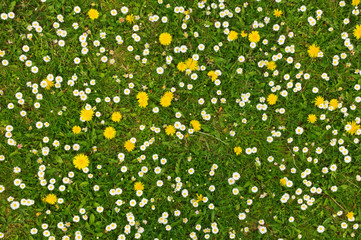 Acrylglasbilder Gras Grüne Grashalme im Sommer  © Ivan Kmit