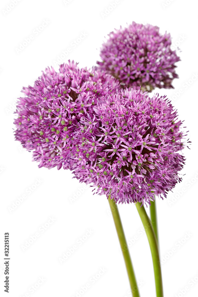 Obraz premium beautiful flowers