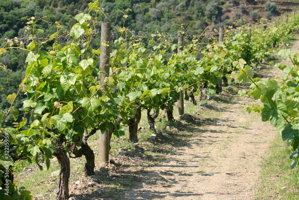 View on vineyard