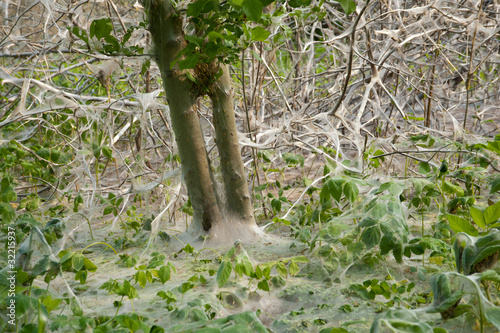 Massiver Raupenbefall breitet sich aus photo