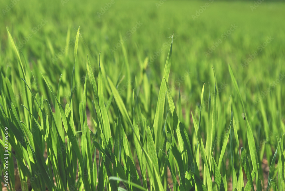 meadow grass