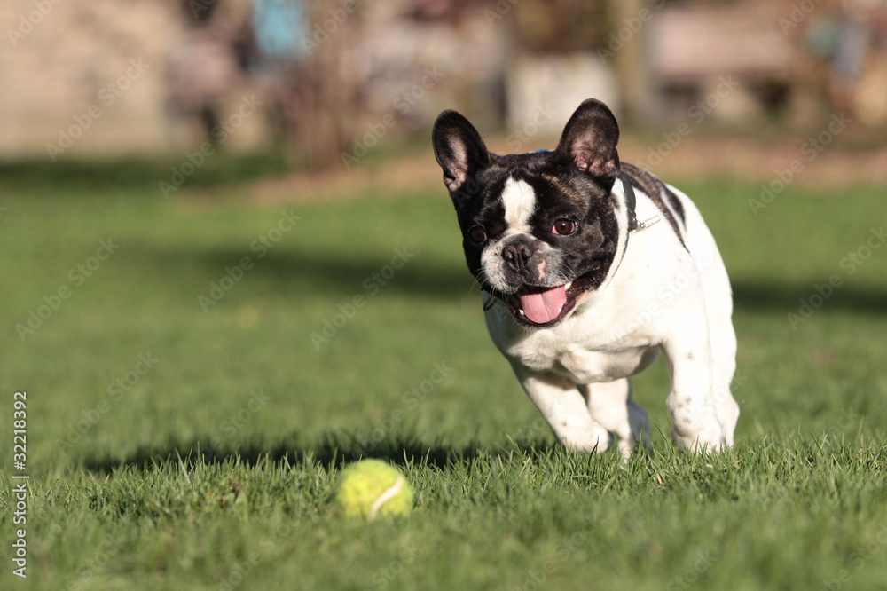 French Bulldog