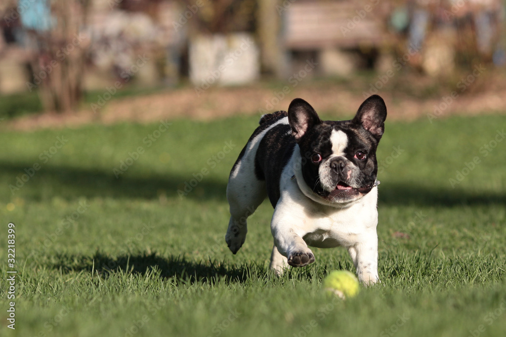 French Bulldog