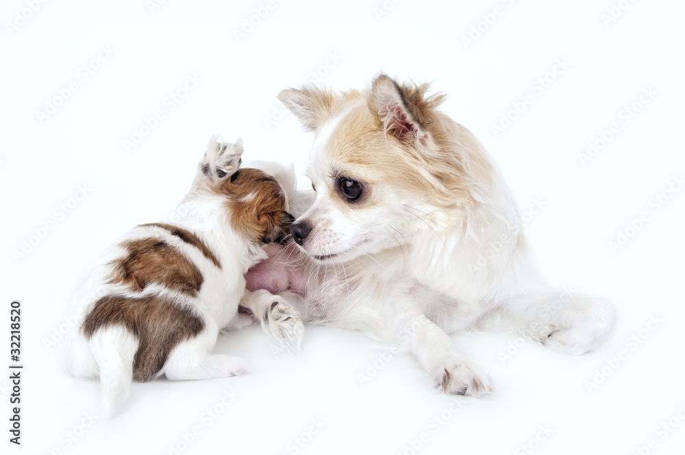 sweet chihuahua dog mother nursing her puppy