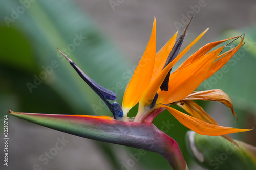 Strelitzienblüte