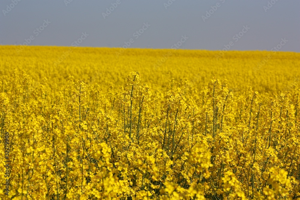 Obraz premium rapsfeld
