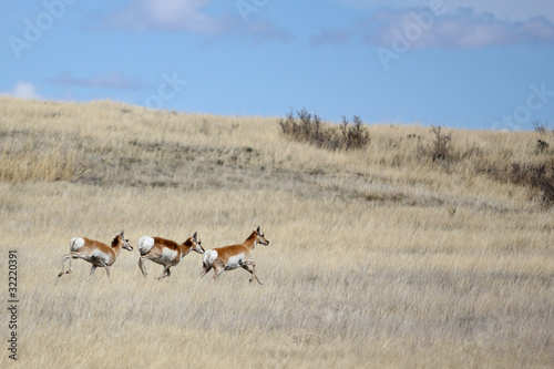 Running Pronghorn Antelope