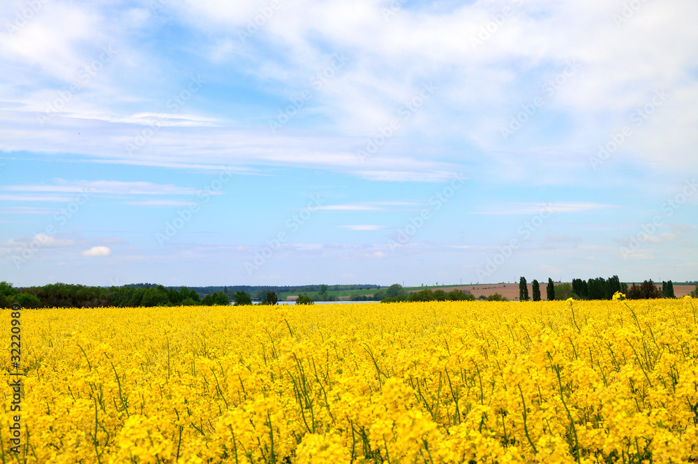 Spring meadow Spring meadow