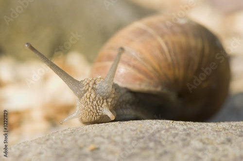 Helix pomatia photo