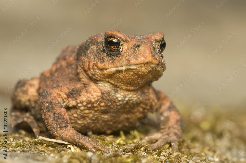 Bufo bufo Bufo bufo