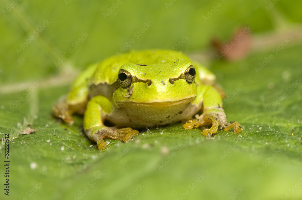 Naklejka premium Hyla arborea