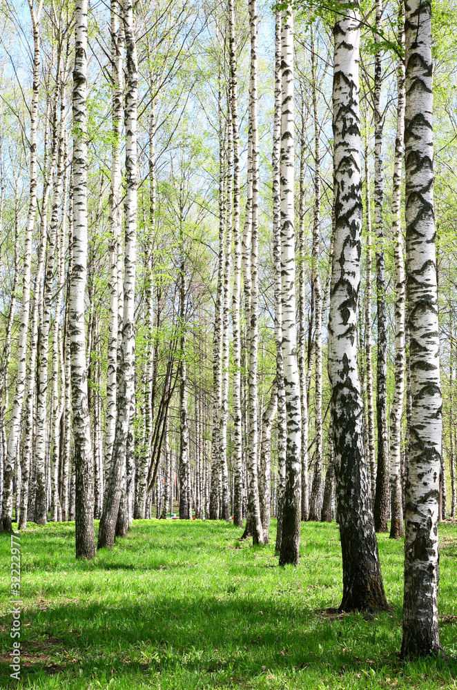 Fototapeta Brzoza Grove w słoneczny wiosenny dzień