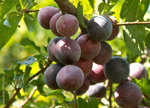 prunes bleues sur branche de prunier