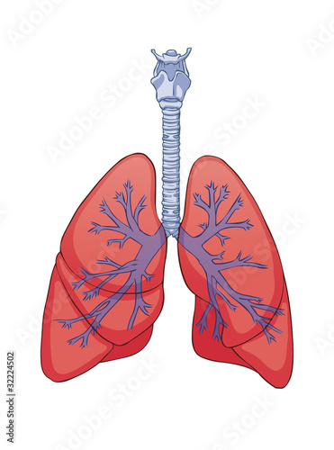 Lungs