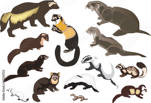 fur animals collection isolated on white