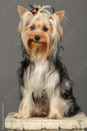 Yorkshire Terrier isolated on grey