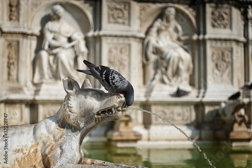 Dove drinking from Fonti di Gaia