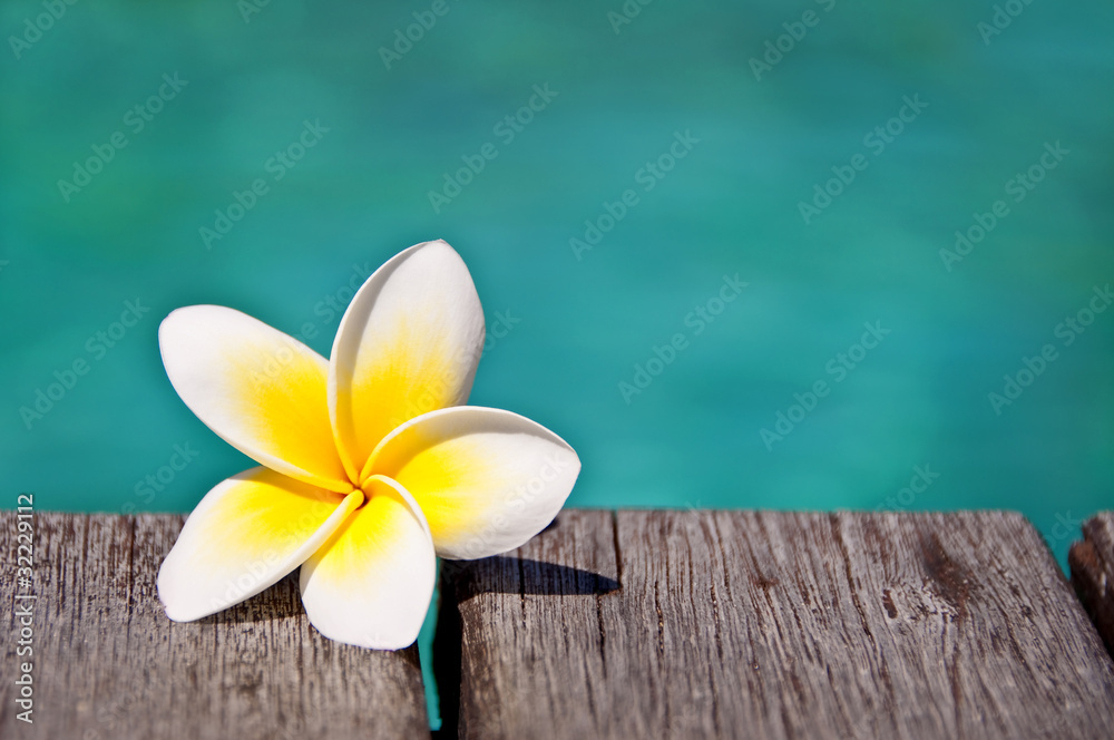 Fleur de frangipanier au bord d'une piscine Fleur de frangipanier au bord d'une piscine